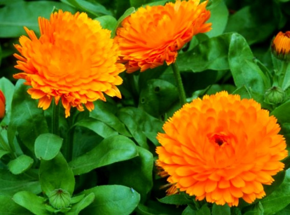 آزمون دوره پرورش گل و گیاه زینتی