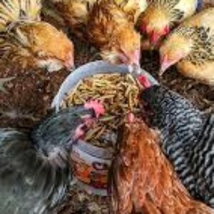 لوگوی گروه از حشرات  جایگزین پروتیین گیاهی  در خوراک طیور